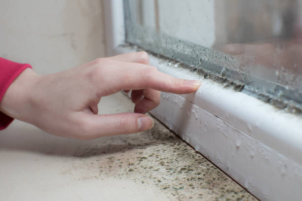 Best Environmental Consulting for Mold Prevention  in Forreston, IL